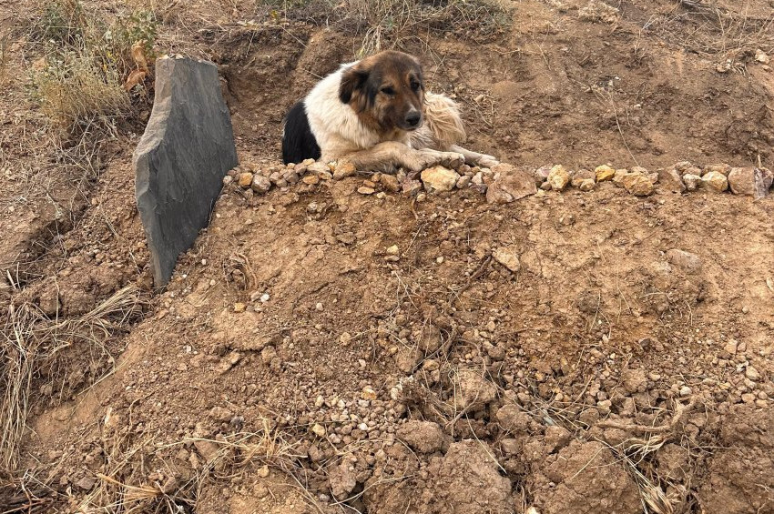 Sahibinin mezarından ayrılmayan köpek sadakati ile takdir topluyor