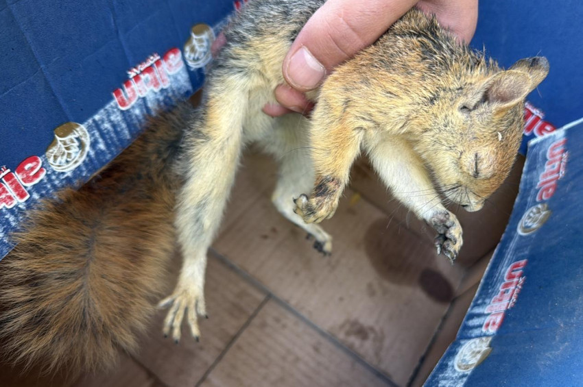 Şırnakta bir sincap ve 3 kuş yaralı ve bitkin bulundu