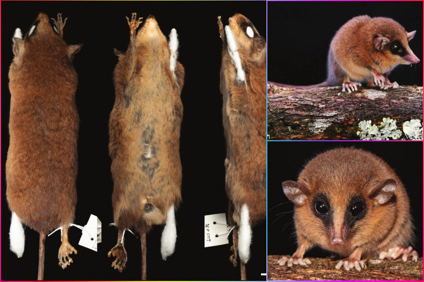 And Dağları’nda Yeni Bir Keseli Sıçan Türü Keşfedildi: Marmosa chachapoya