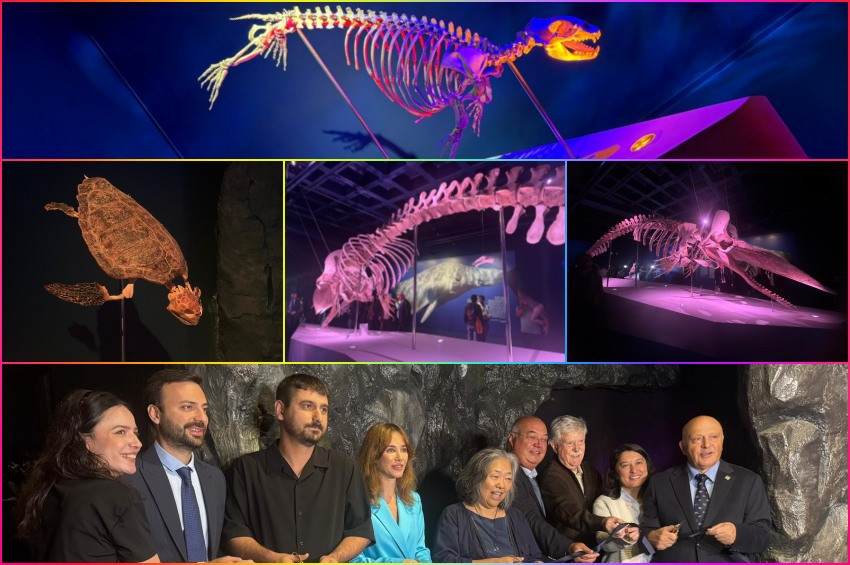 Dev deniz memelileri sergisi İstanbul Akvaryumunda