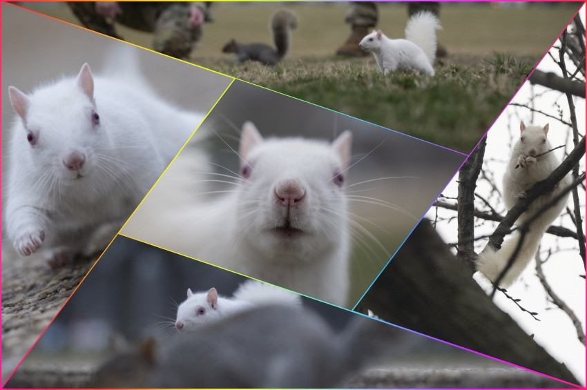 Milyonda bir görülüyor: Beyaz Sİncap