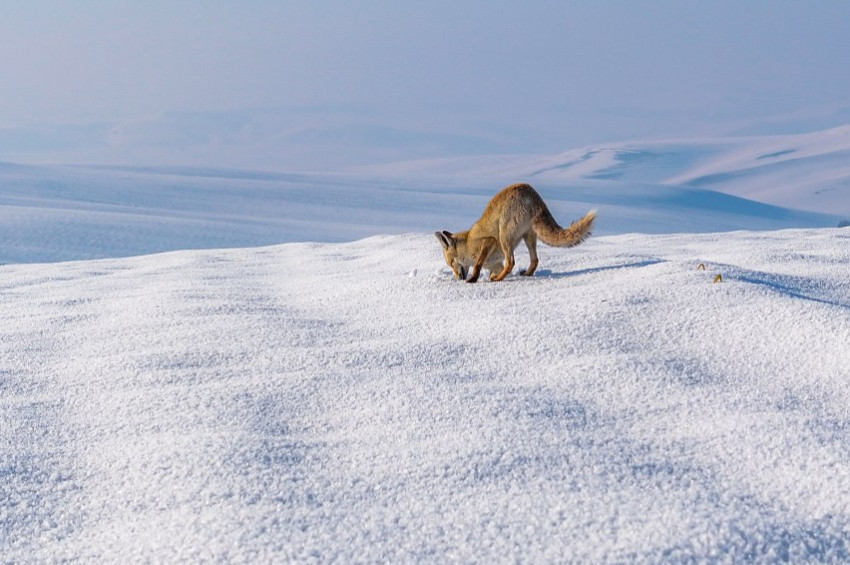 Yaban hayvanları seferberliği ile 13 yılda 73 bin can doğaya döndü