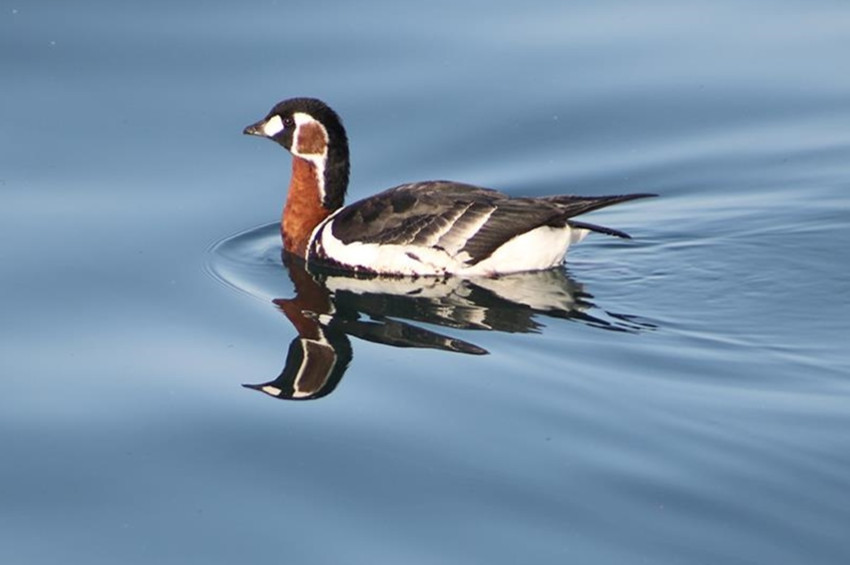 Sibirya kazı Rizeye indi