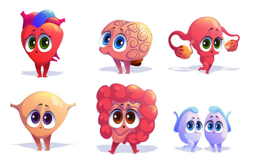 Bağırsak yaşını gençleştirmenin formülü