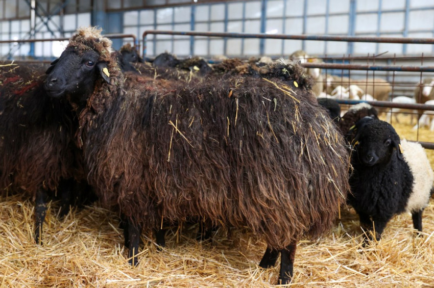 Güney Karaman Koyunu, korumaya çalışıyoruz Soyunu!