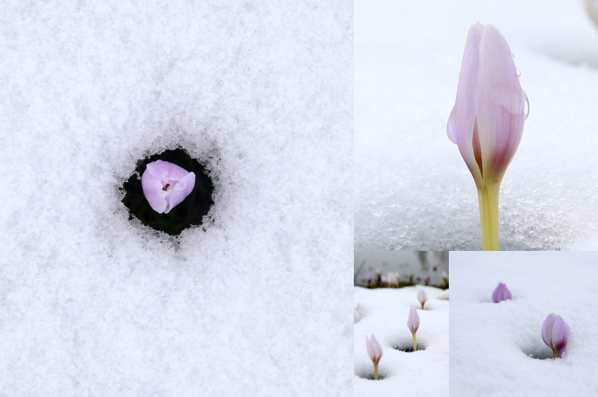 Kar altında çiğdemlerin güzelliği 