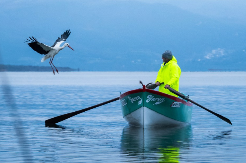 Yaren Leylek göçten böyle geri döndü